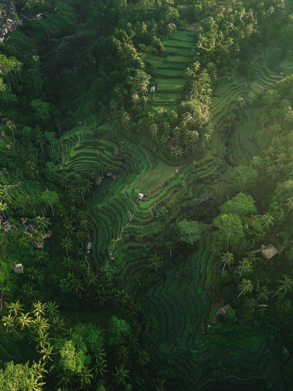 Lush green rice terraces in Bali